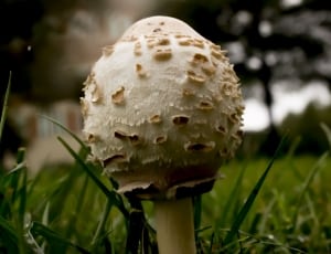 white mushroom thumbnail