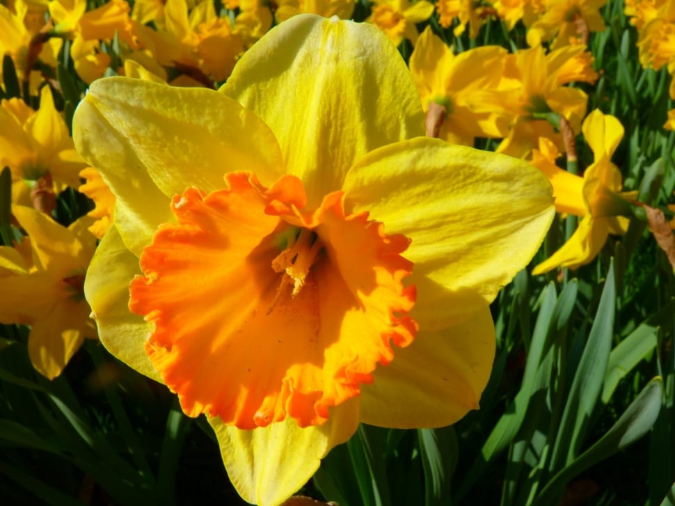 yellow and orange flower preview