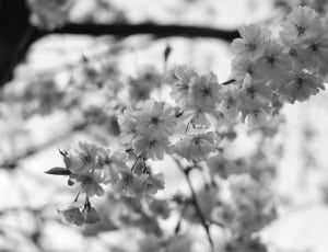 gray scale photo of fruit blossoms thumbnail