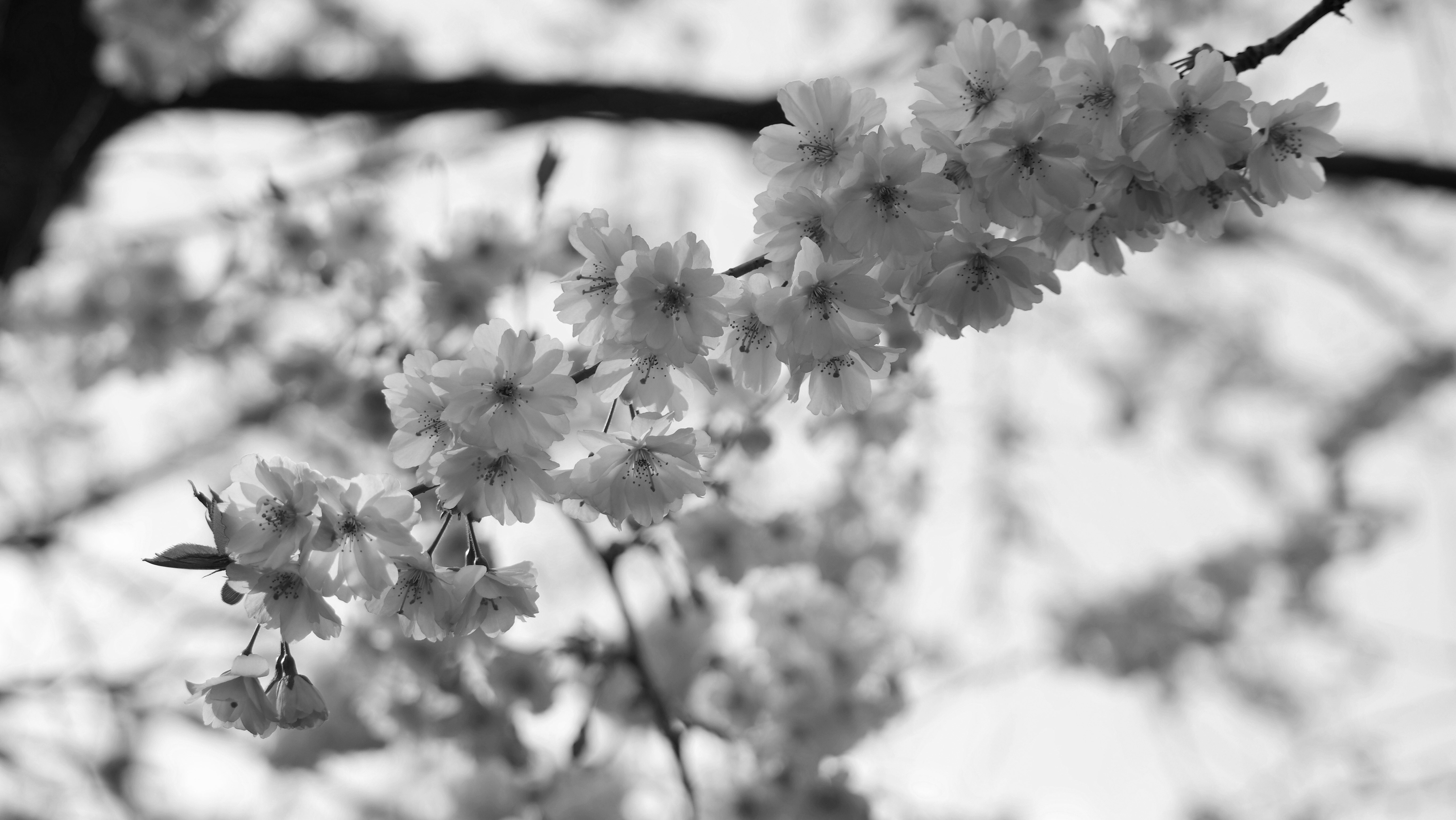 gray scale photo of fruit blossoms
