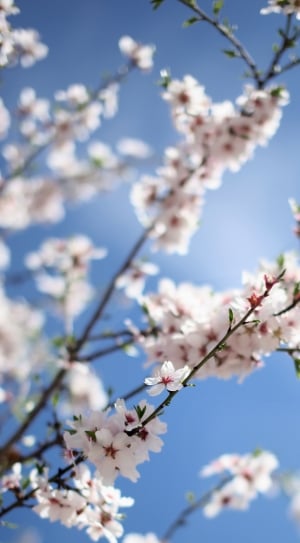 cherry blossoms during daytime thumbnail