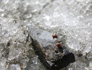 ladybug beetles thumbnail