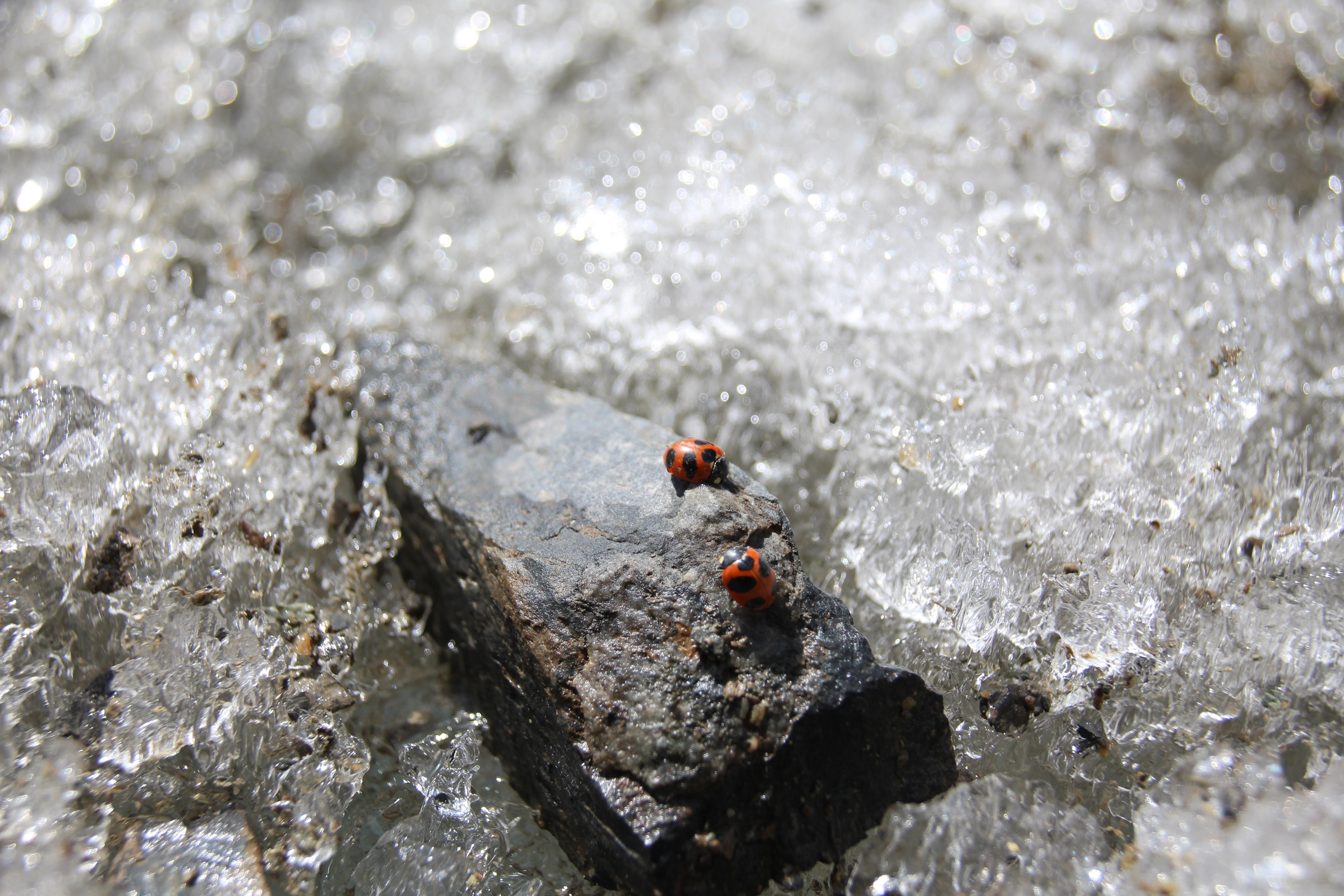 ladybug beetles