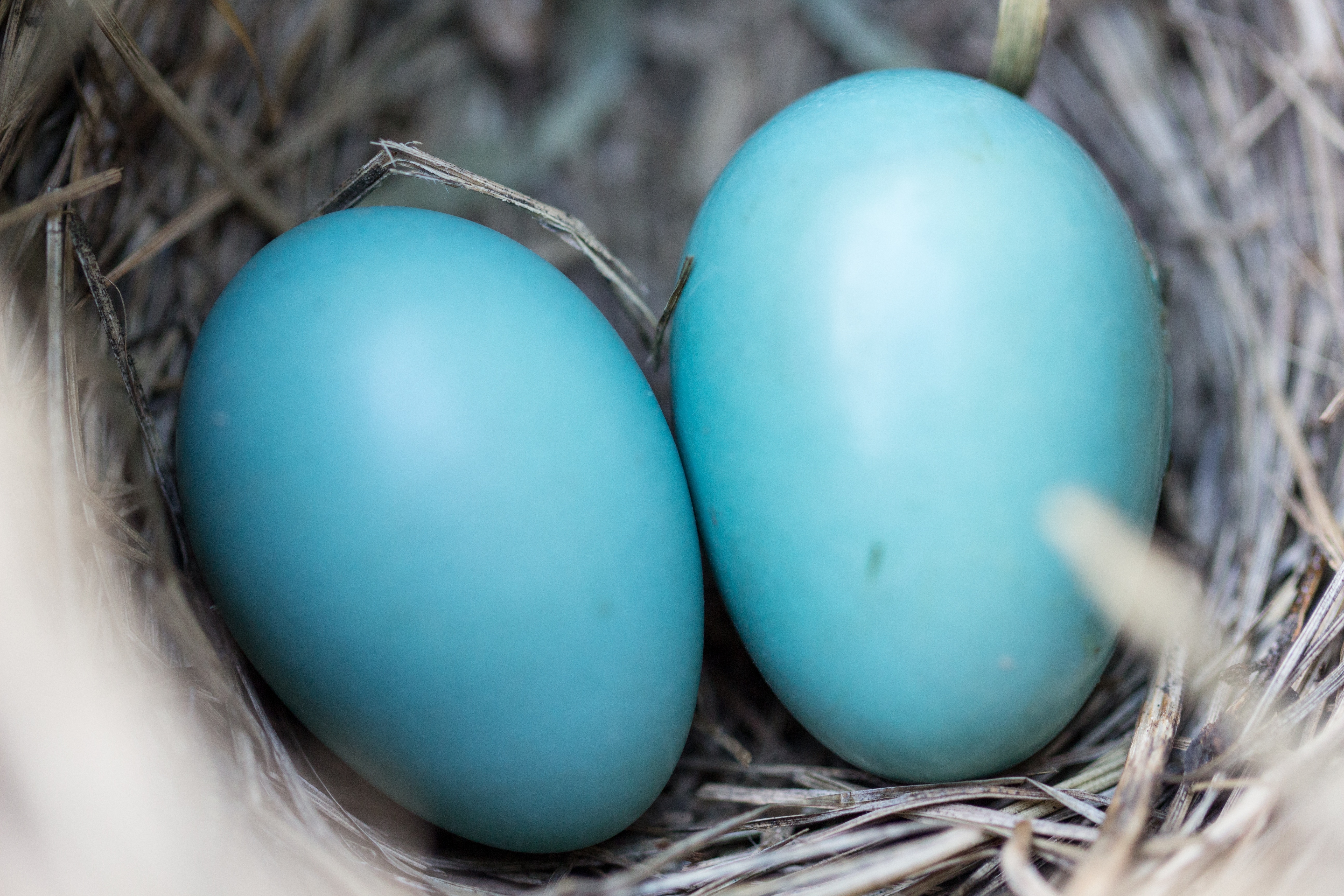 Какого цвета яйца птиц. Перепел селадон(голубое яйцо). Араукана голубая. Куры Араукана яйца. Голубые яйца селадон.