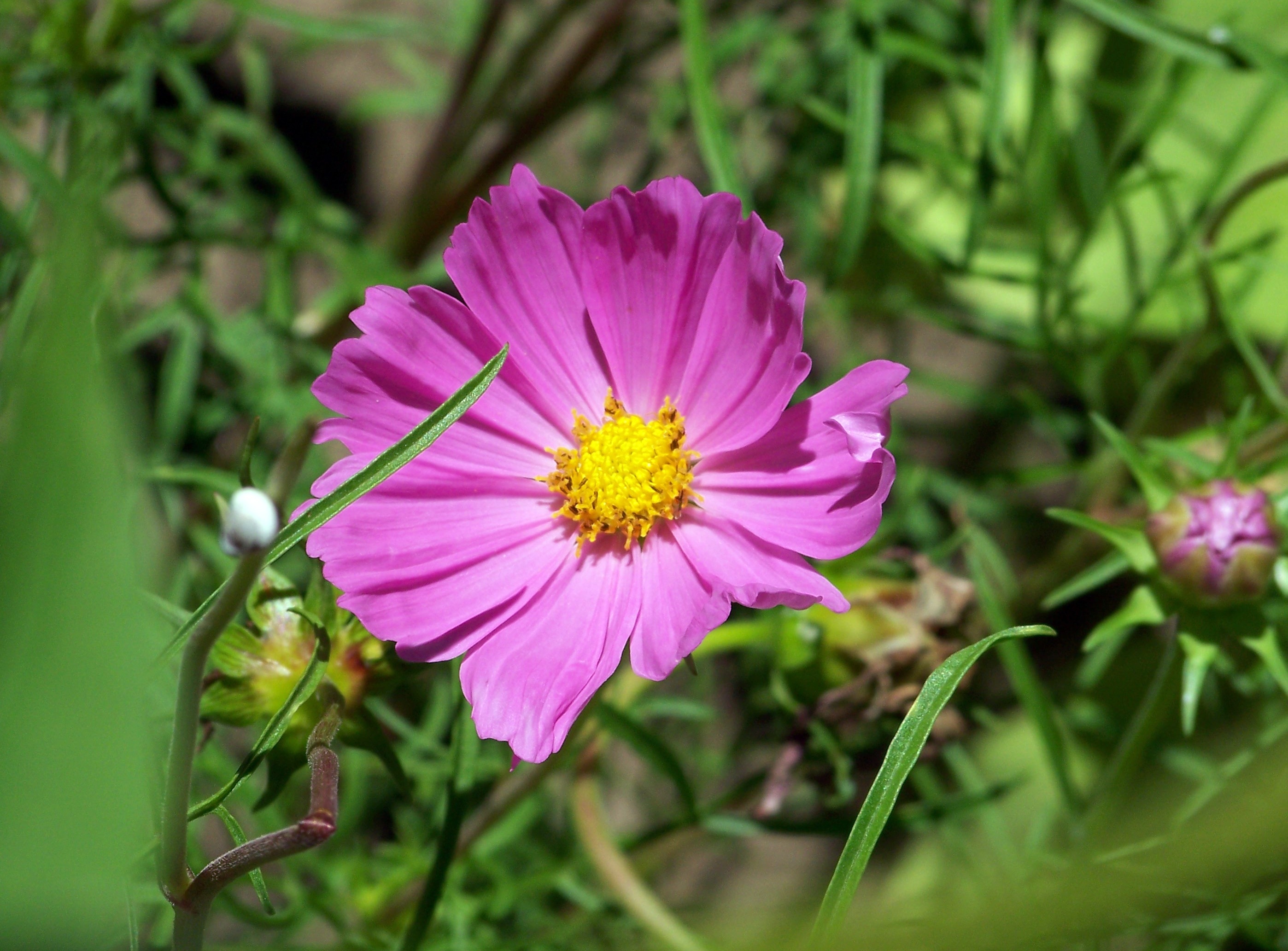 pink cluster flower