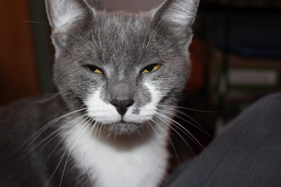 black and white tuxedo cat preview