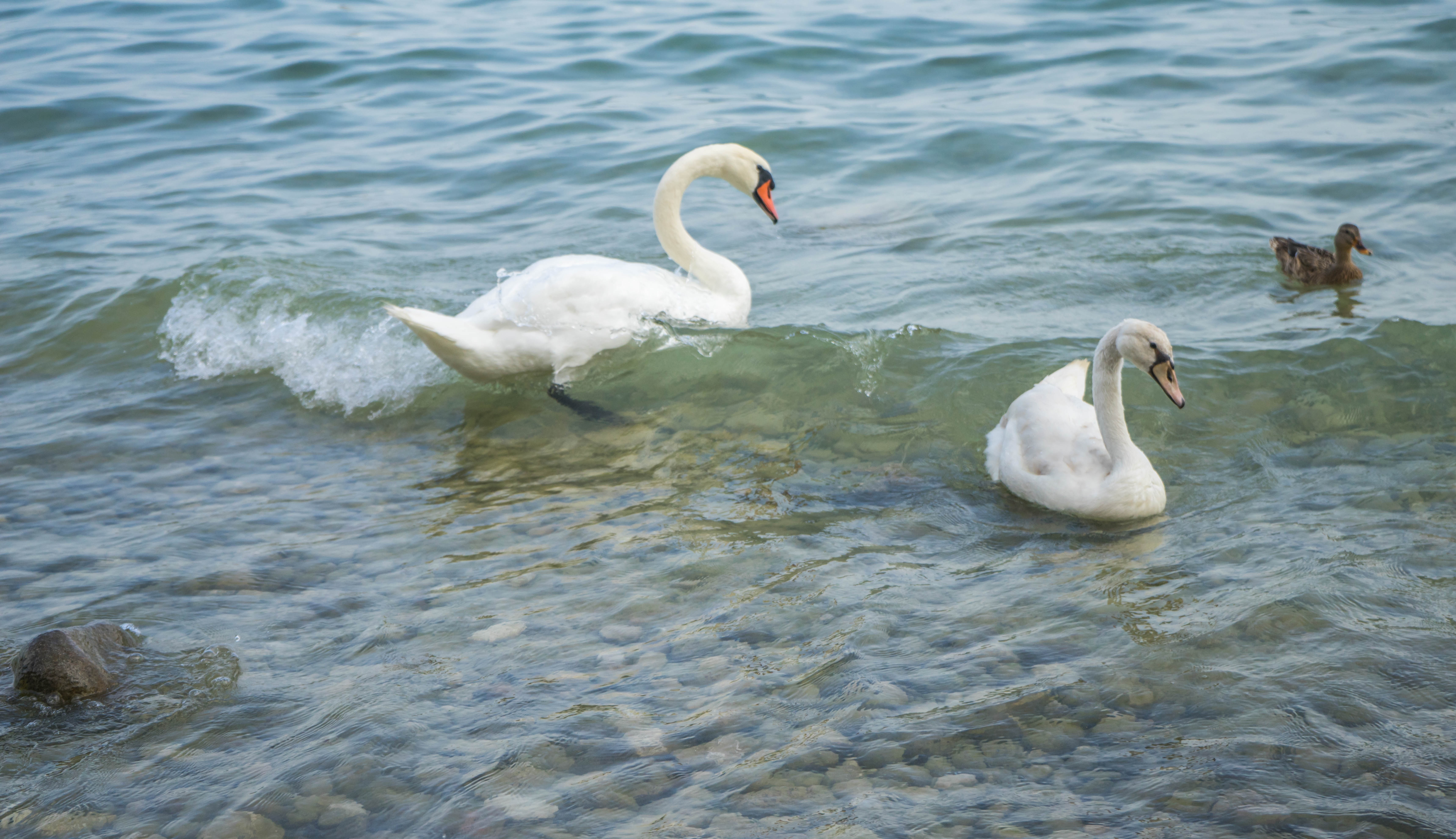 2 white swans