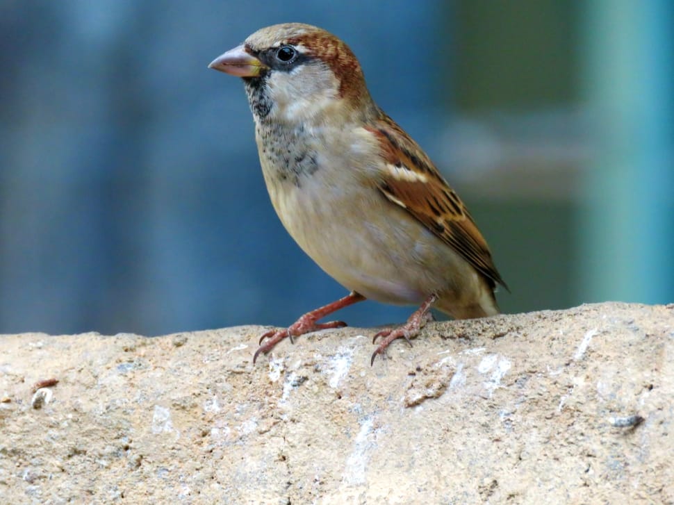 brown Sparrow bird on focus photo preview