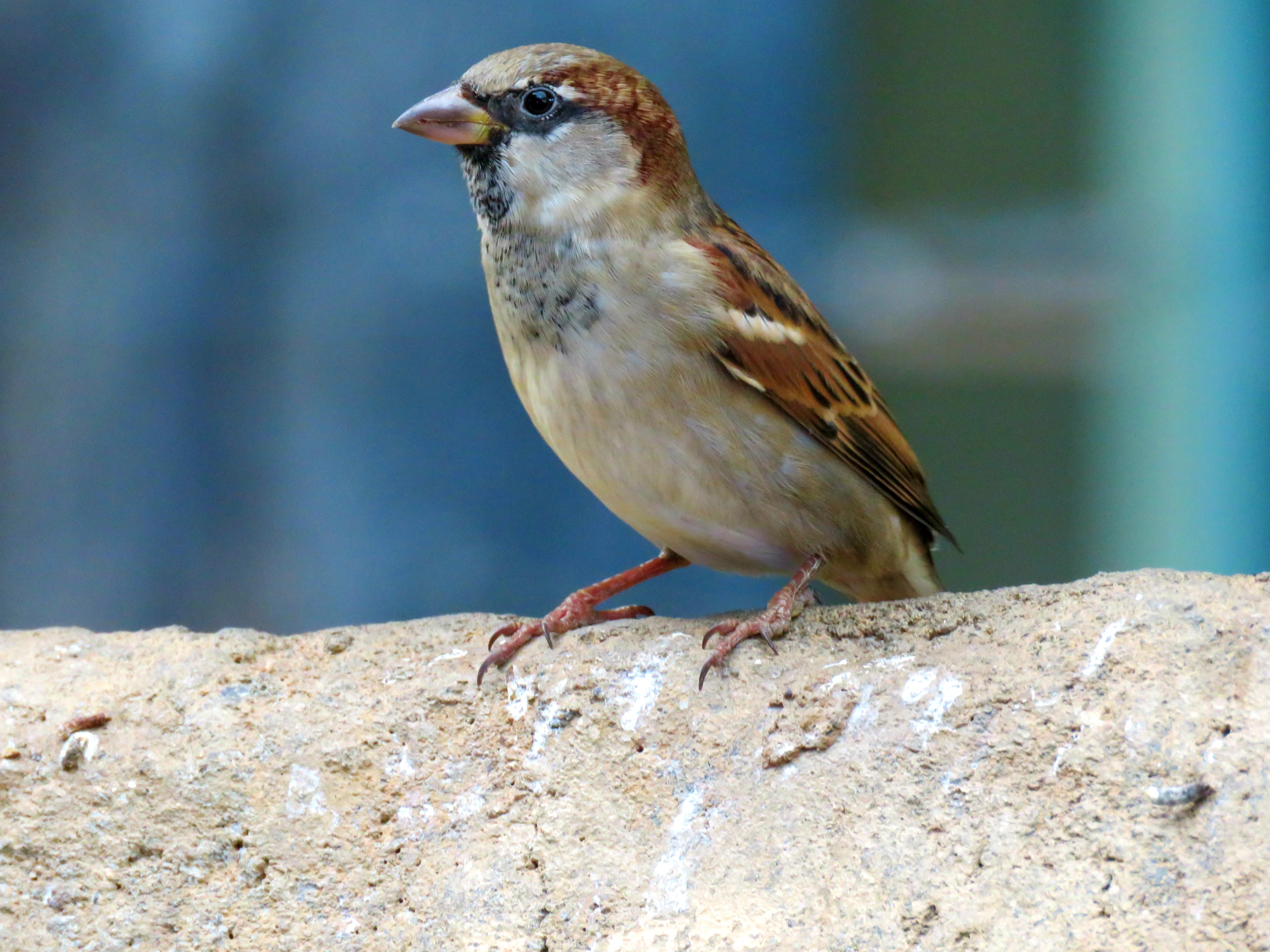 brown Sparrow bird on focus photo