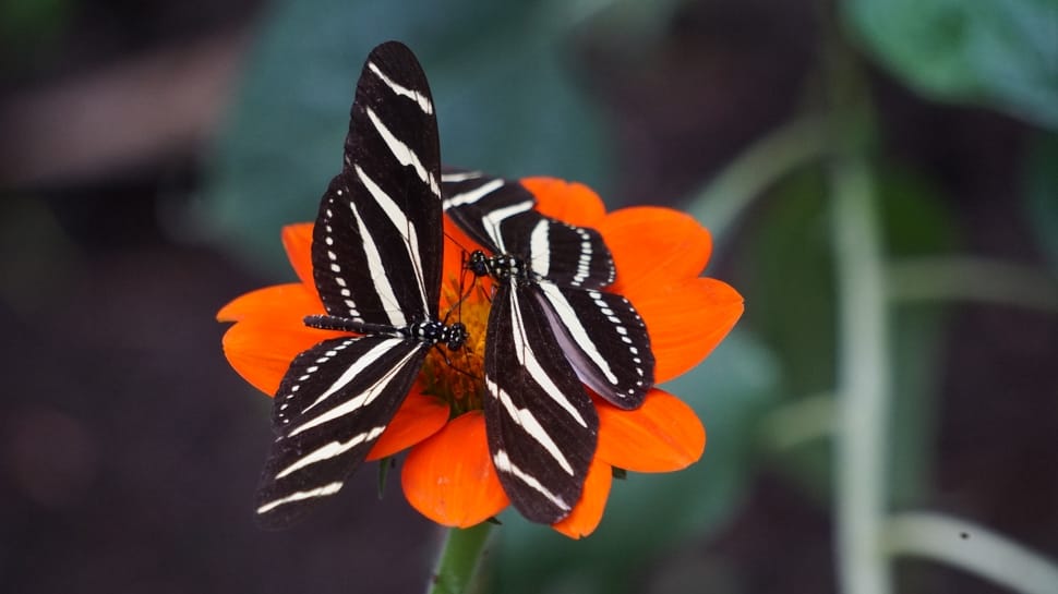 selective focus photography of black-and-white striped  butterflies on orange flower preview