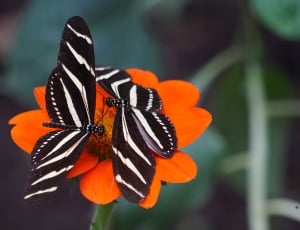 selective focus photography of black-and-white striped  butterflies on orange flower thumbnail