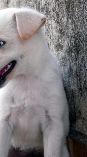 white puppy thumbnail