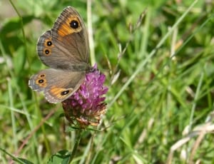 gray brown and black butterfly thumbnail