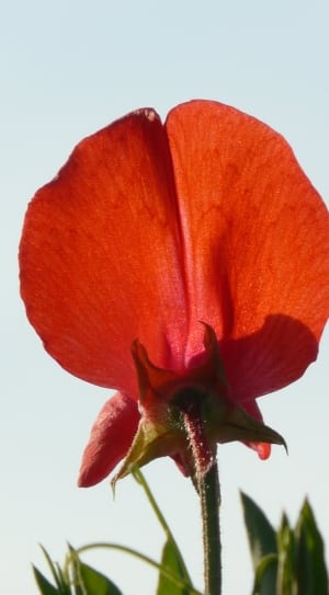 red flower plant thumbnail