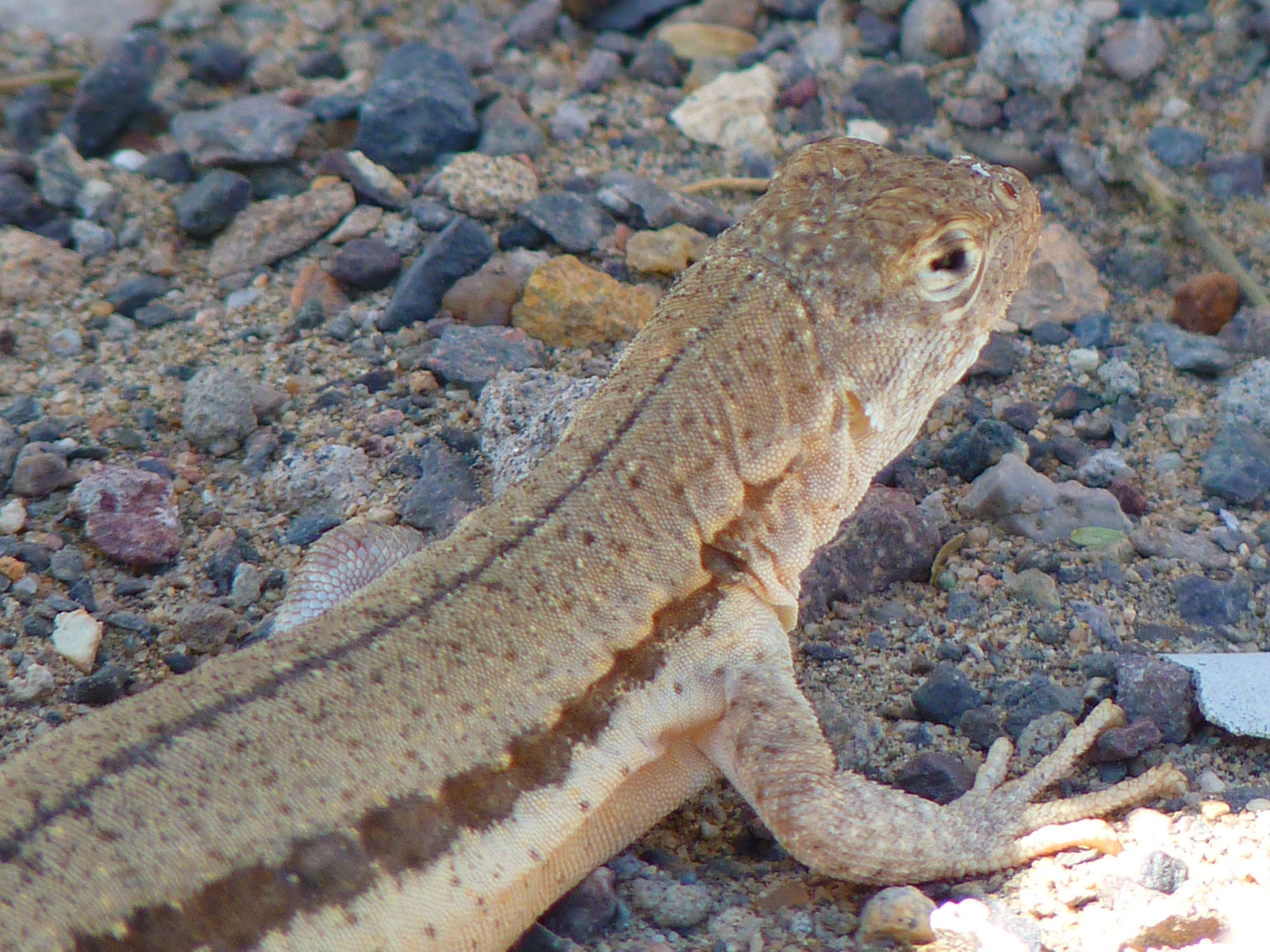 brown lizard
