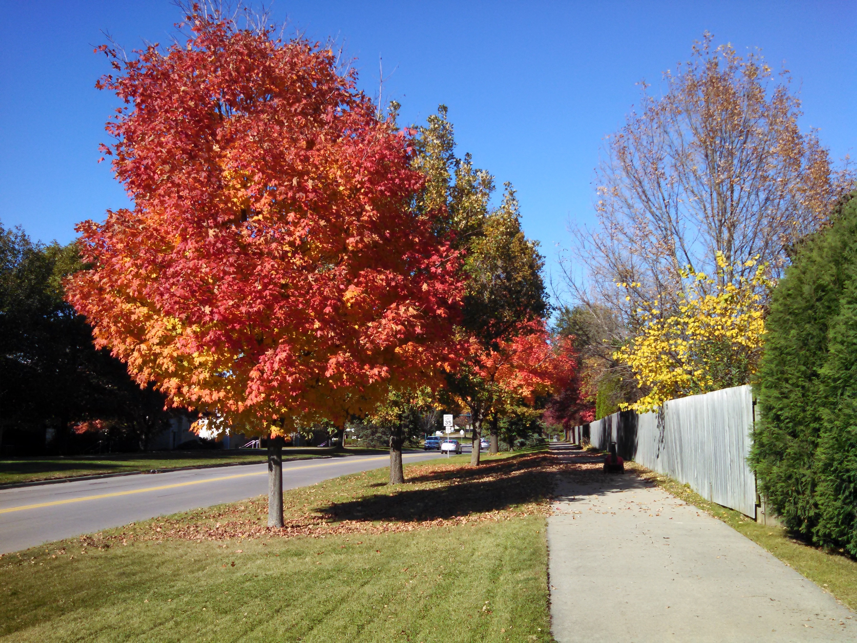 Fall trees. Клен Роял ред. Клен красный Brandywine. Клен остролистный дерево. Клен Роял ред осенью.