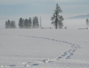 snow field and pine trees thumbnail