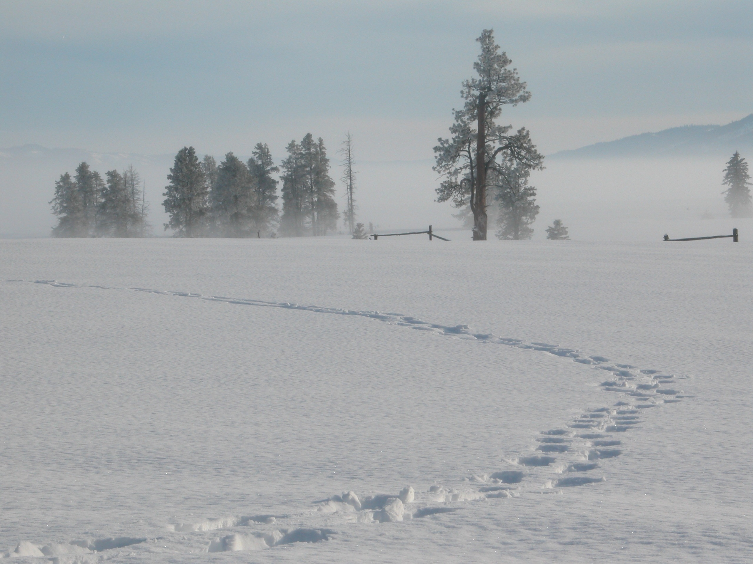 snow field and pine trees