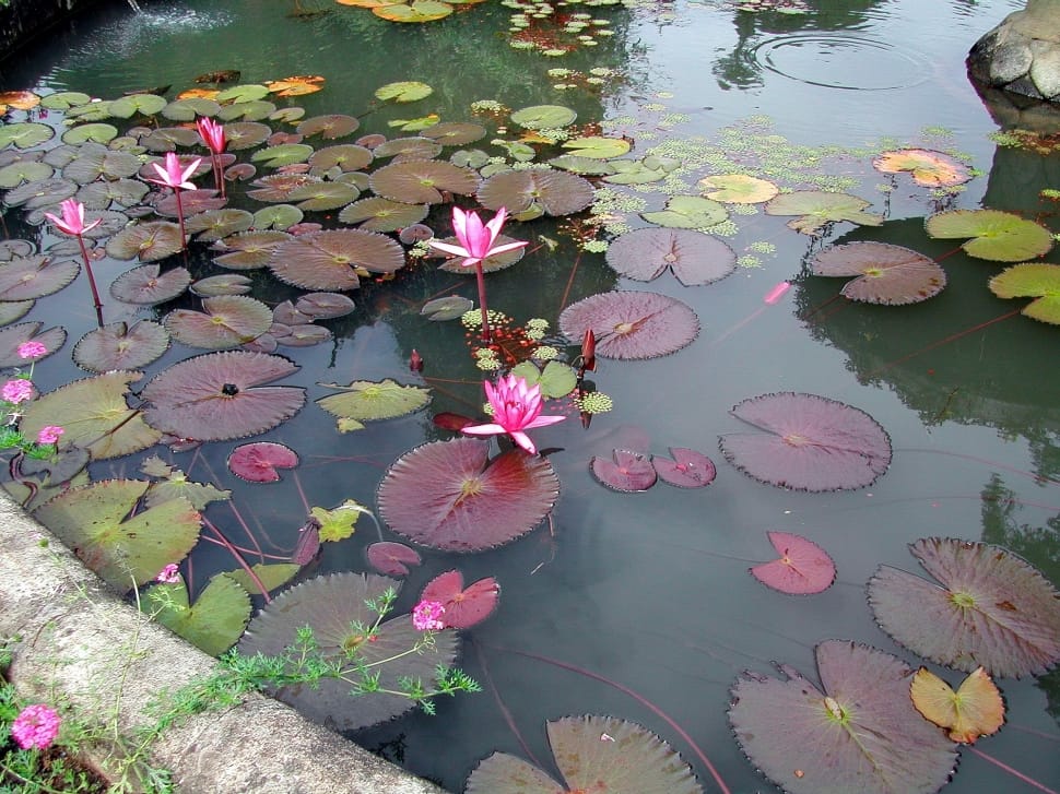 lily pads preview
