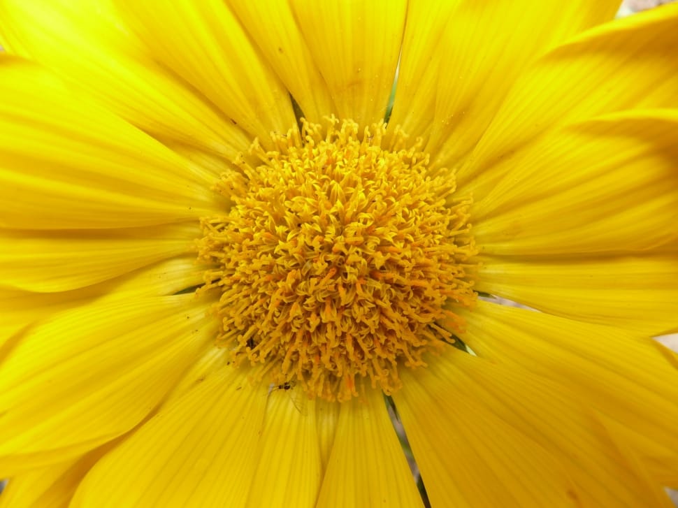 yellow daisy flower preview