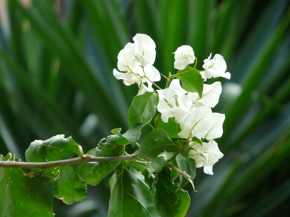 white bougainvillea preview