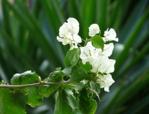 white bougainvillea thumbnail