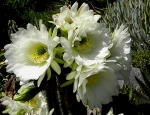white-and-green cluster flowers thumbnail