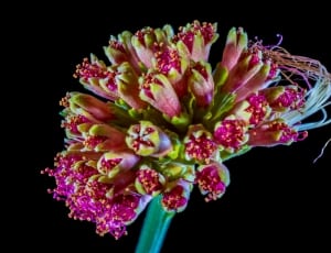pink and green cluster petaled flower thumbnail