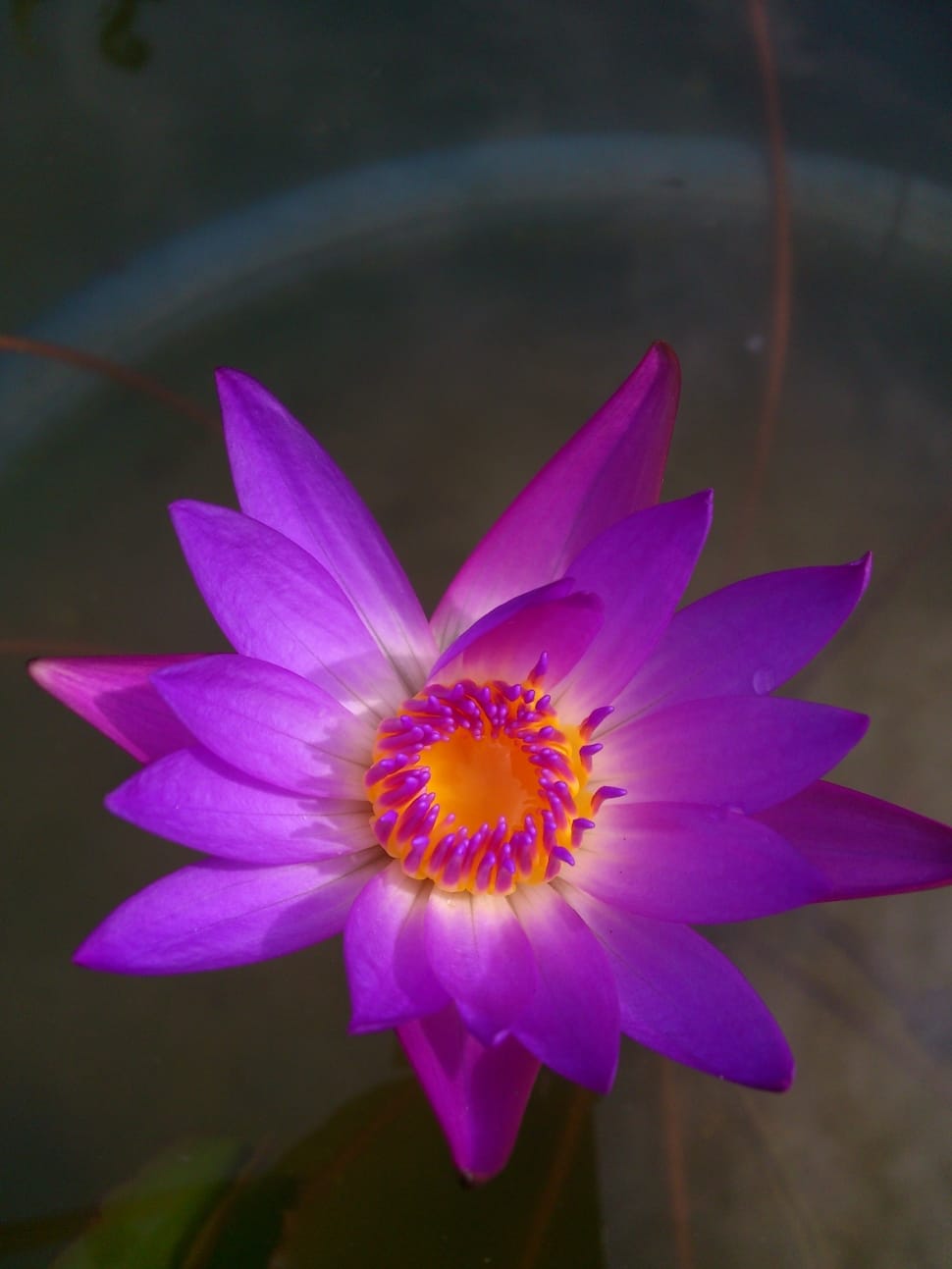 purple waterlily preview