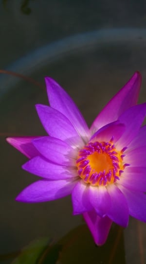 purple waterlily thumbnail