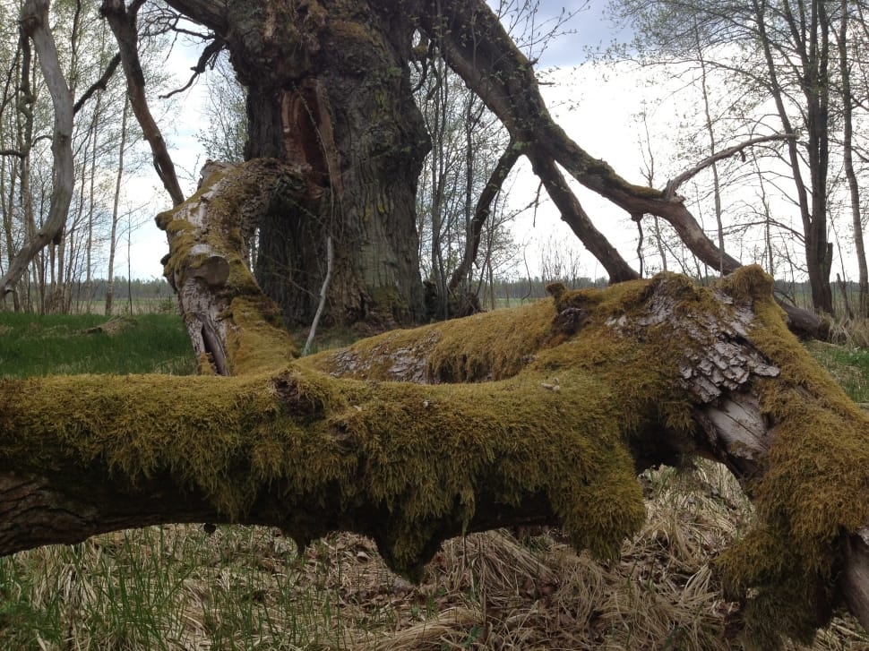 black tree branch with moss preview
