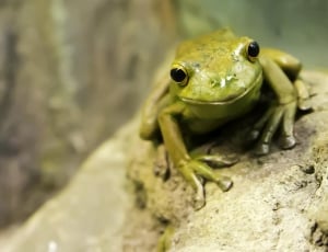 green frog on grey rock thumbnail