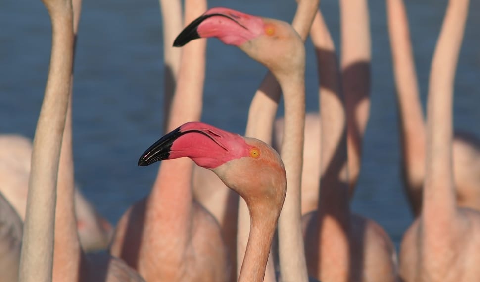 flock of flamingos preview