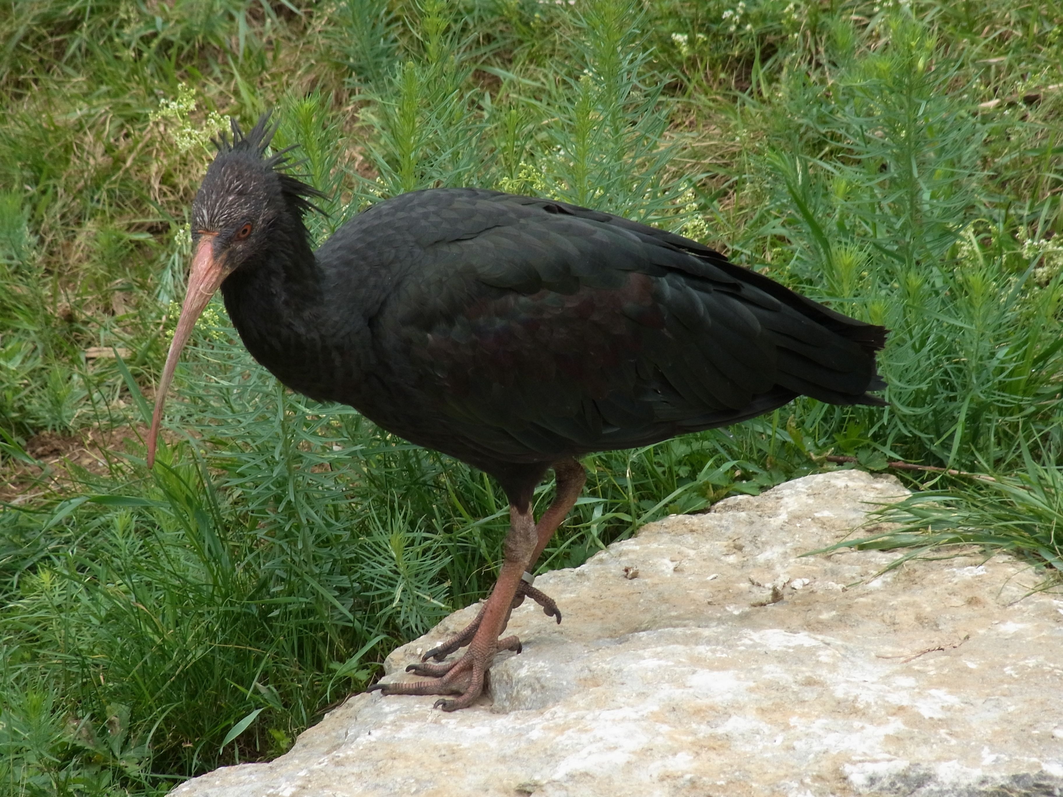 black and brown long beak bird