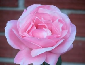 pink rose thumbnail