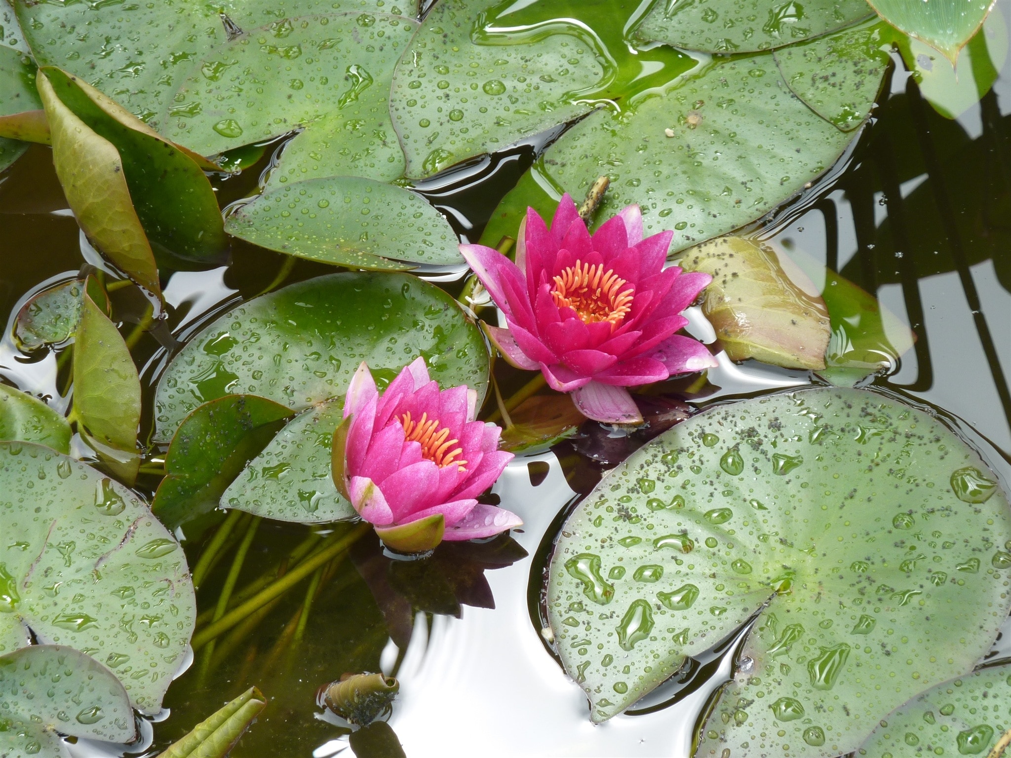 landscape shot of two pink flowers