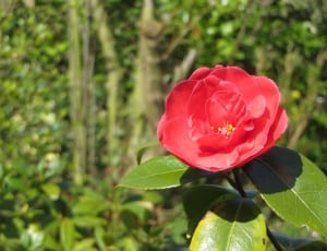 red and green rose out door plant thumbnail