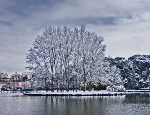 bare trees covered in snow thumbnail