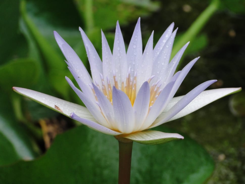 white waterlily flower preview