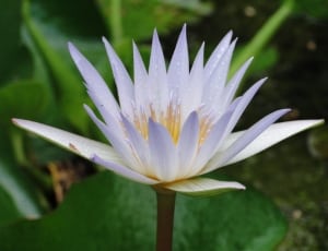 white waterlily flower thumbnail