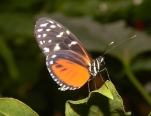 orange monarch butterfly thumbnail