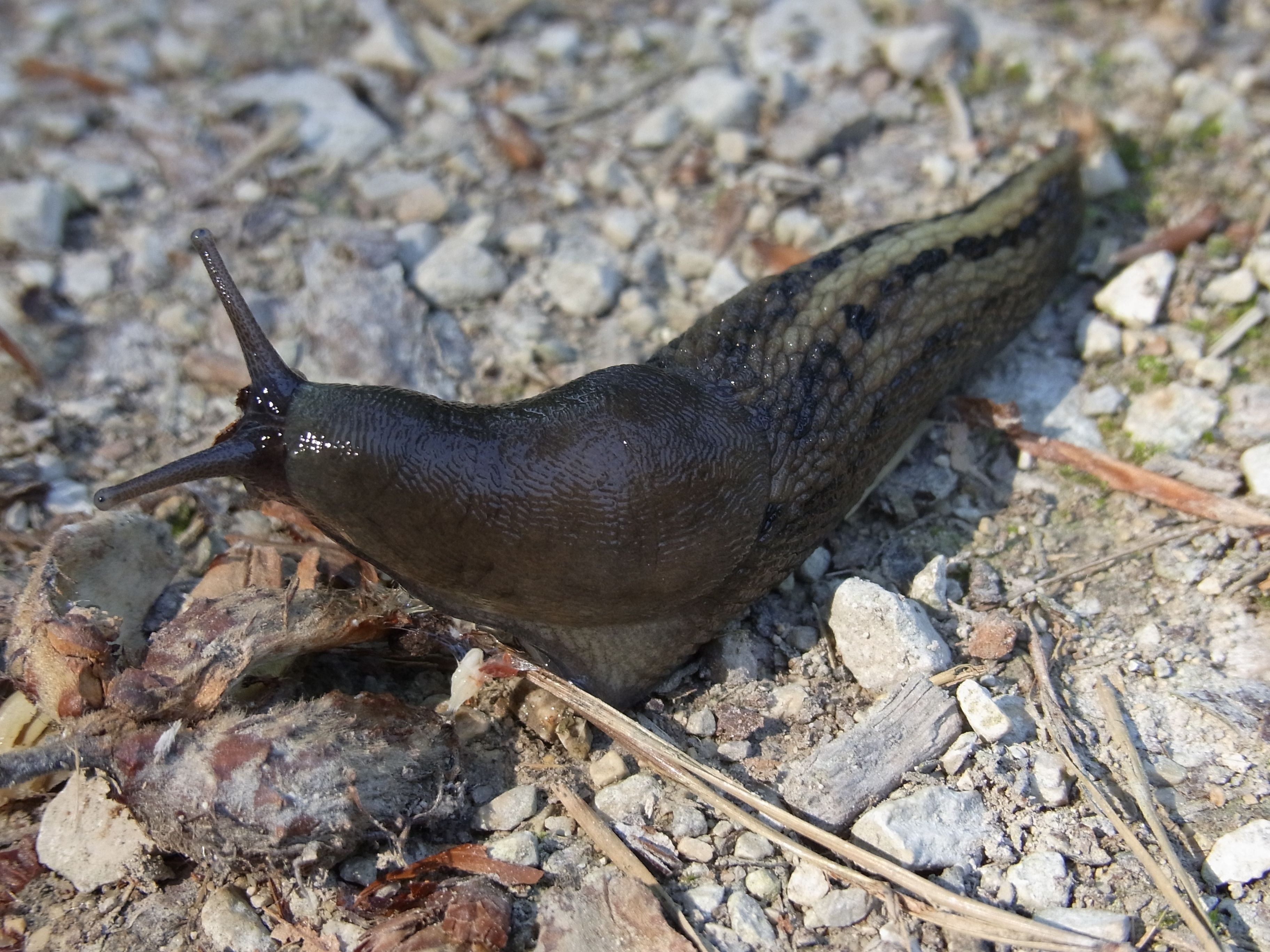black and brown snail