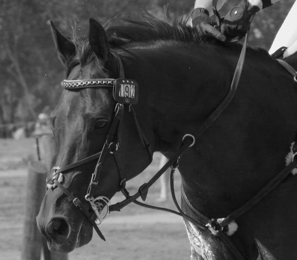 gray scale stallion photo preview