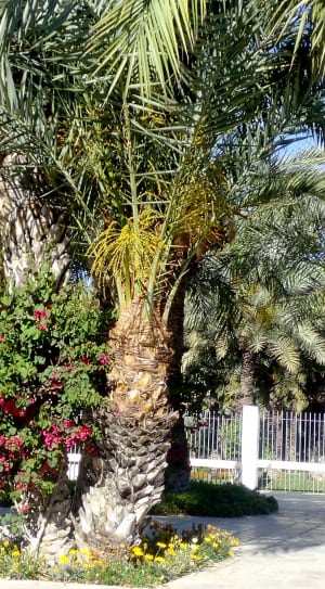 green palm tree during daytime thumbnail