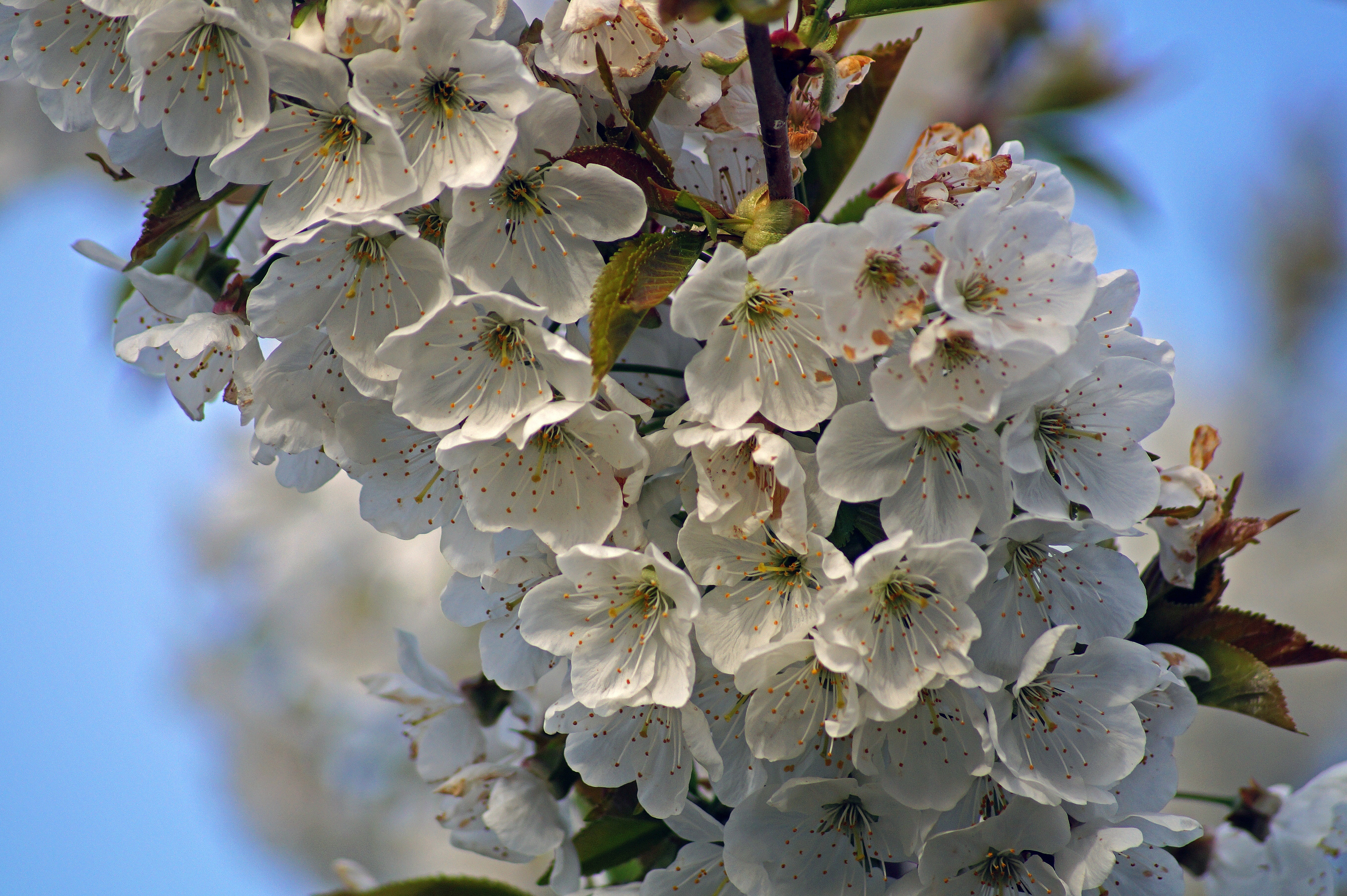 white fruit blossom