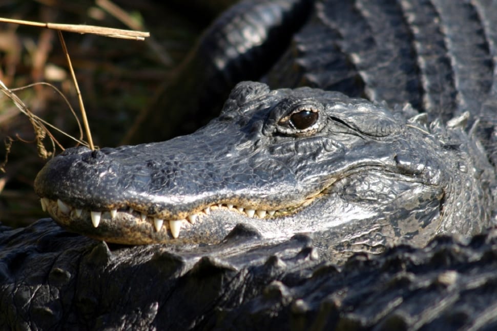 alligator tilt lens photography preview