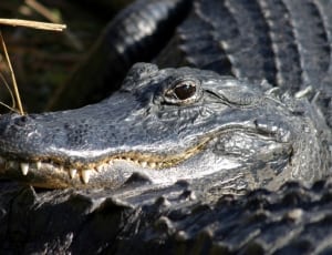 alligator tilt lens photography thumbnail