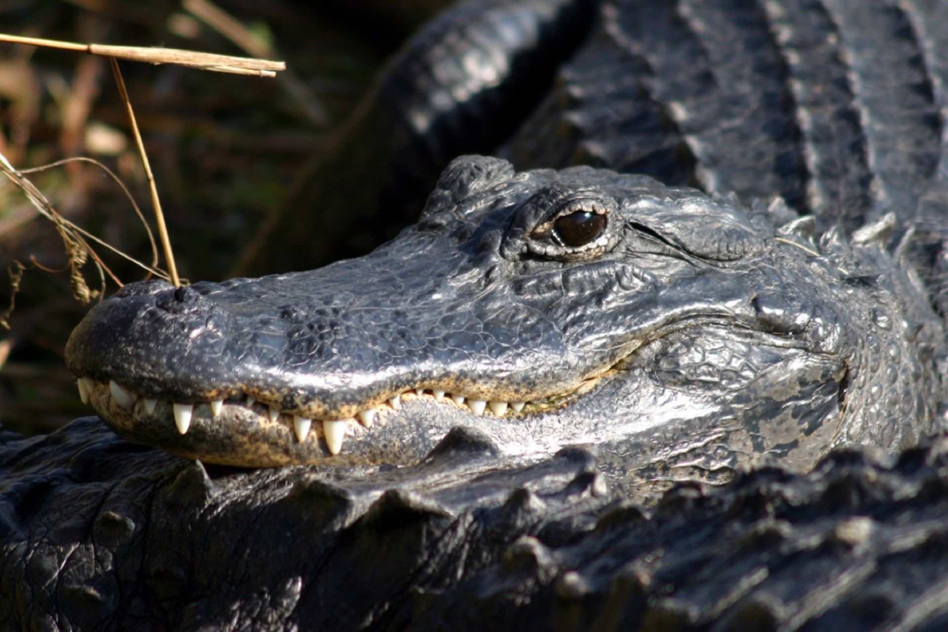 alligator tilt lens photography