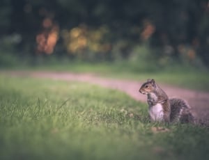 brown squirrel on green grass thumbnail