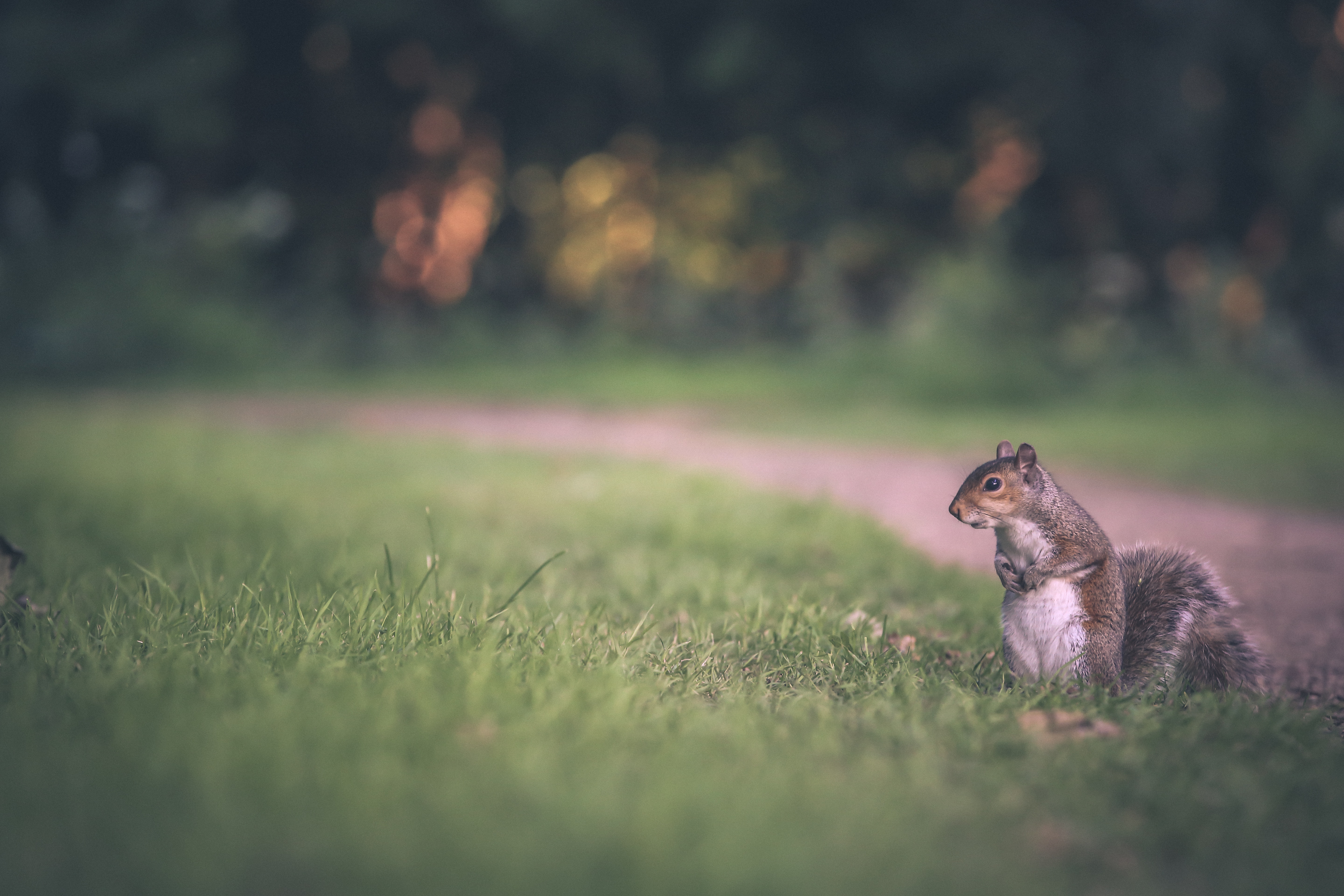 brown squirrel on green grass
